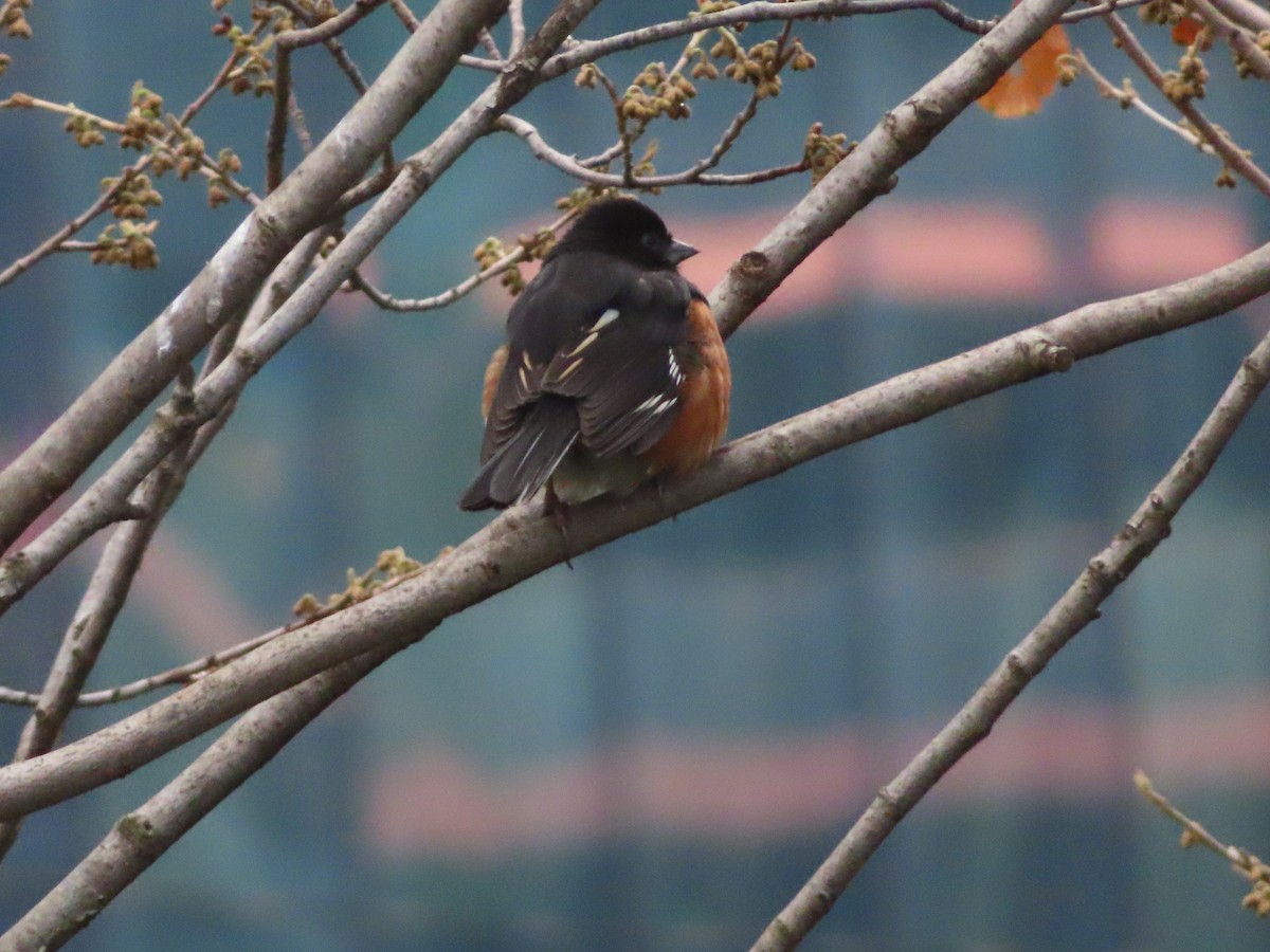 Eastern Towhee - ML398703461