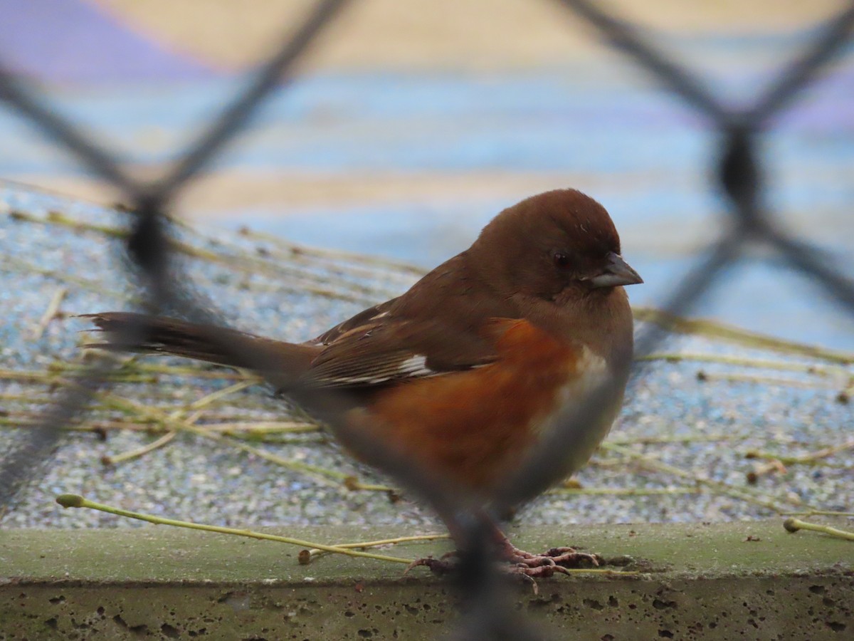 Eastern Towhee - ML398703561