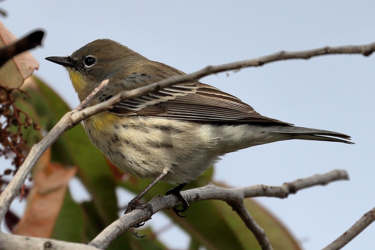 Yellow-rumped Warbler - ML398704861