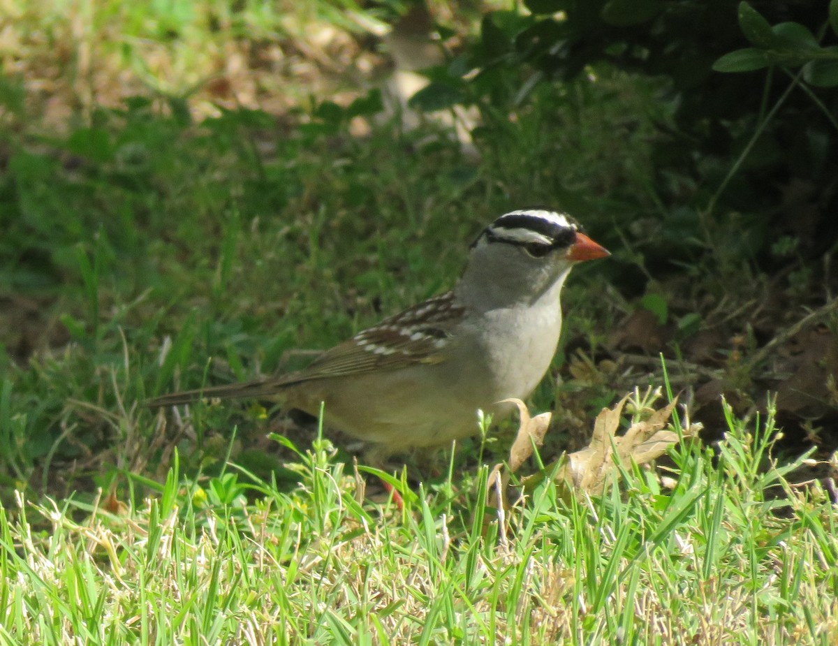 White-crowned Sparrow - Sarah Gustafson