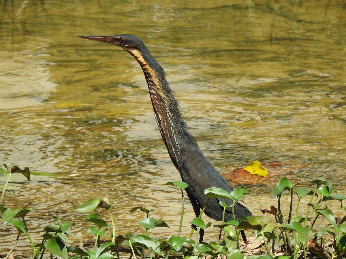 Black Bittern - Chai Thiam Lau