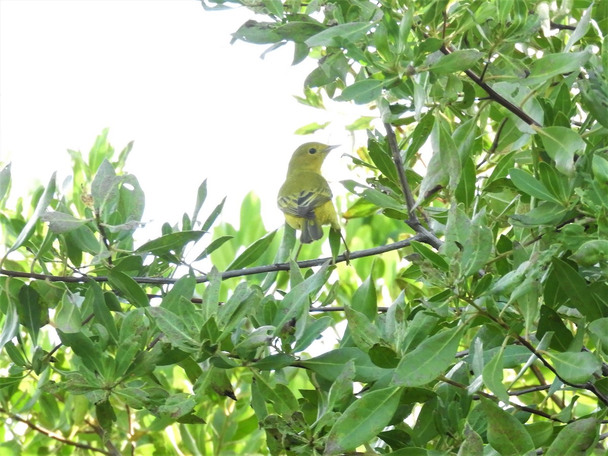 Yellow Warbler - ML398707061