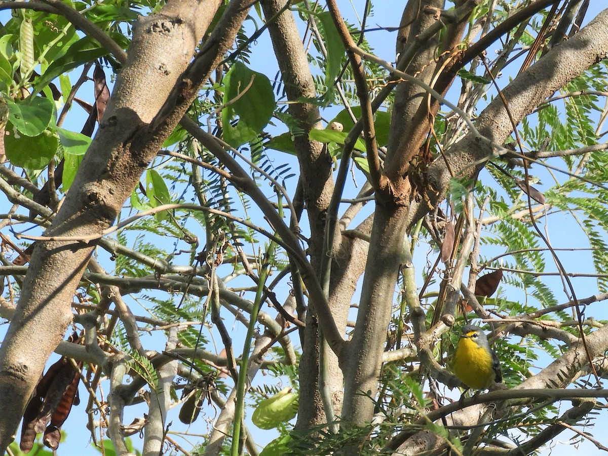 Adelaide's Warbler - ML398707081