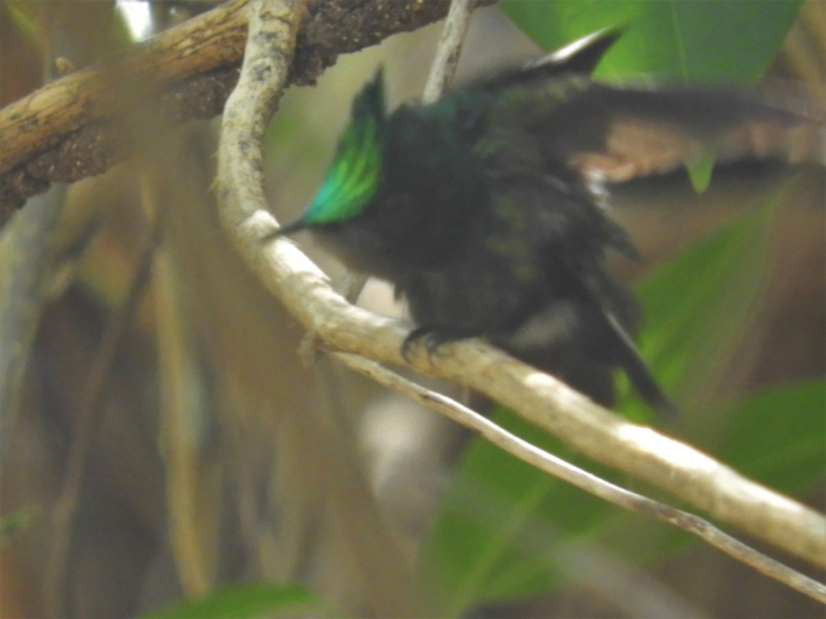 Antillean Crested Hummingbird - ML398707571
