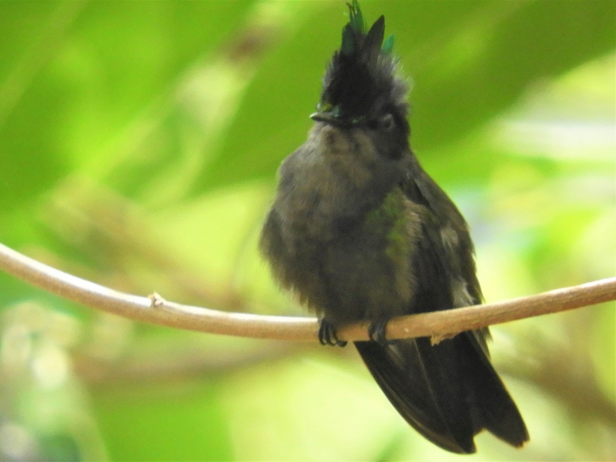 Antillean Crested Hummingbird - ML398707581