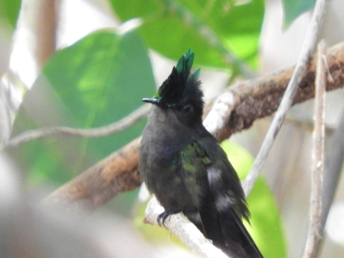Antillean Crested Hummingbird - ML398707591