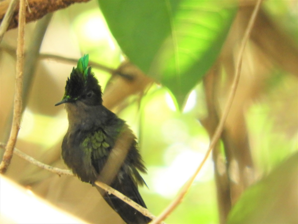 Antillean Crested Hummingbird - ML398707601