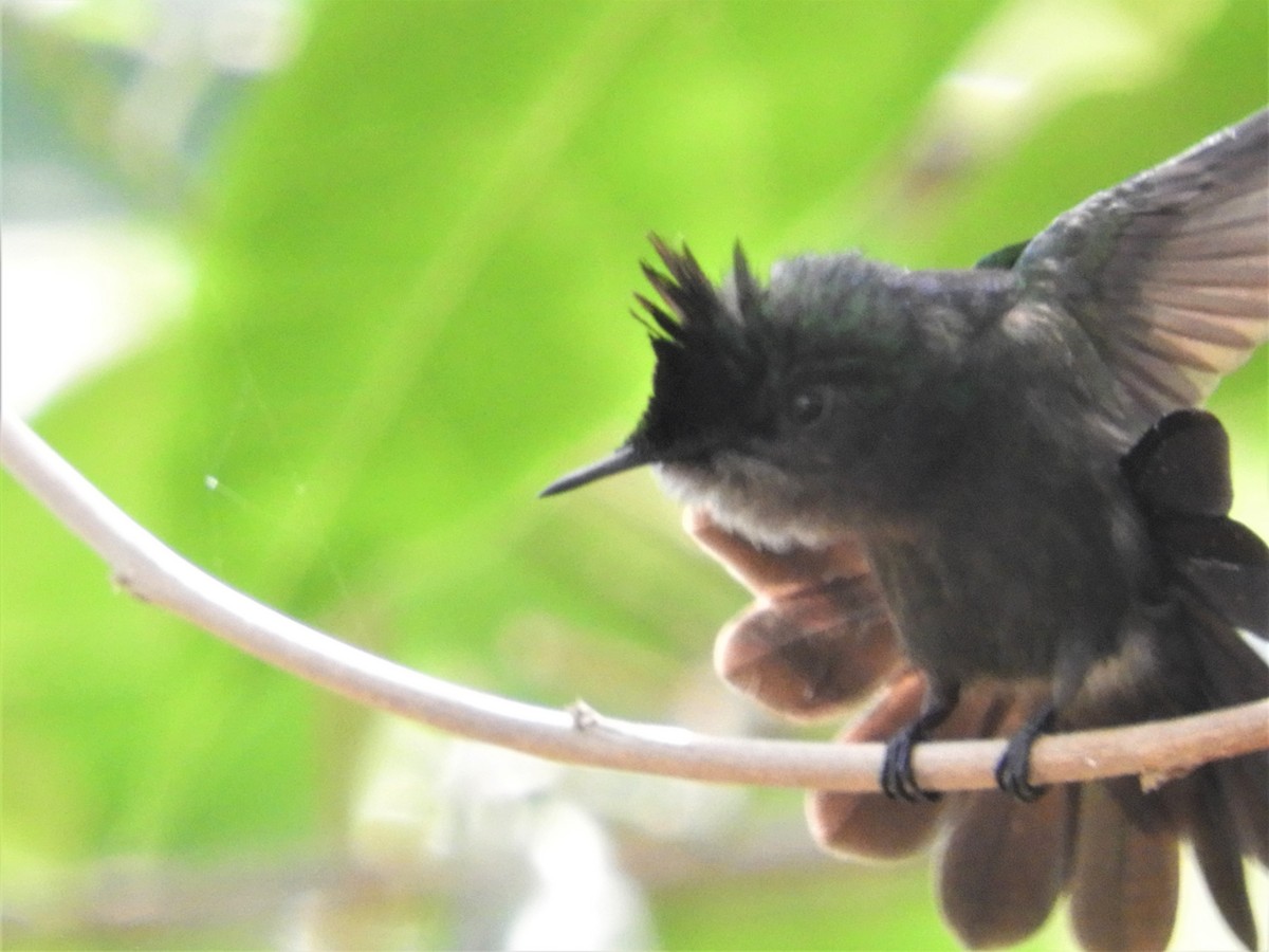 Antillean Crested Hummingbird - ML398707611