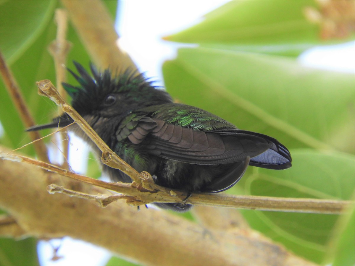 Antillean Crested Hummingbird - ML398707631