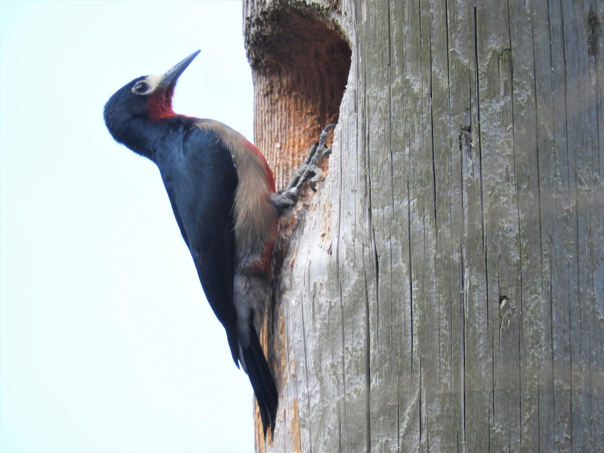 Puerto Rican Woodpecker - ML398707981