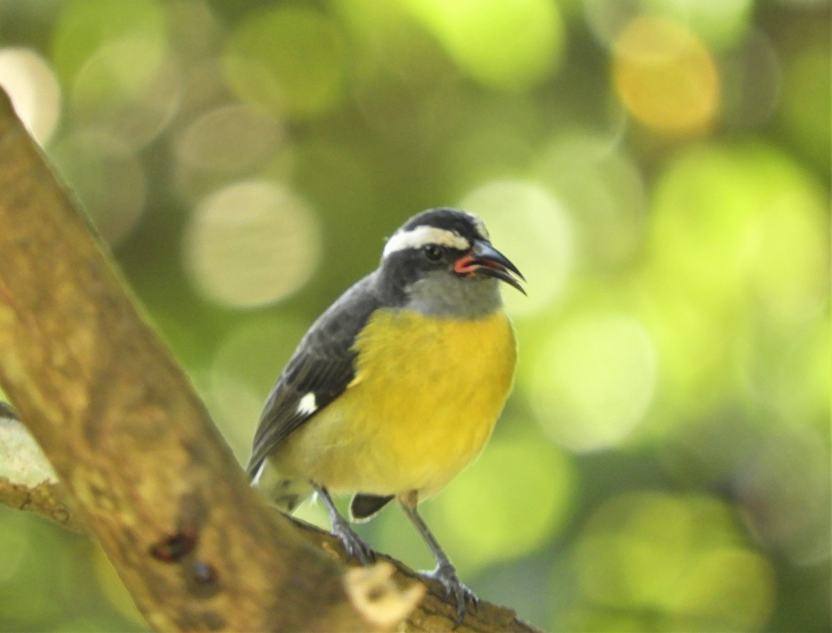 Bananaquit - ML398708191