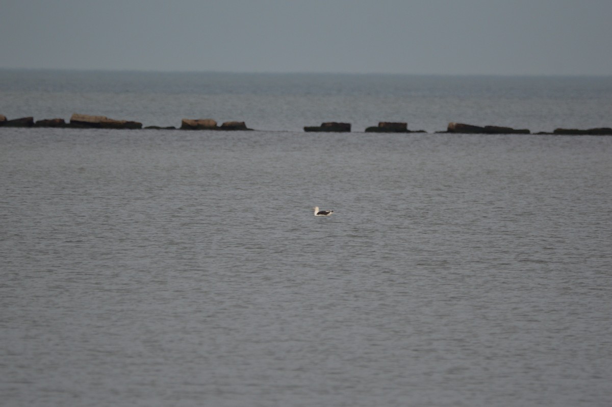 svartbak - ML398708671