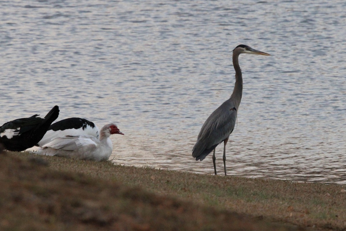 Great Blue Heron - ML398709001