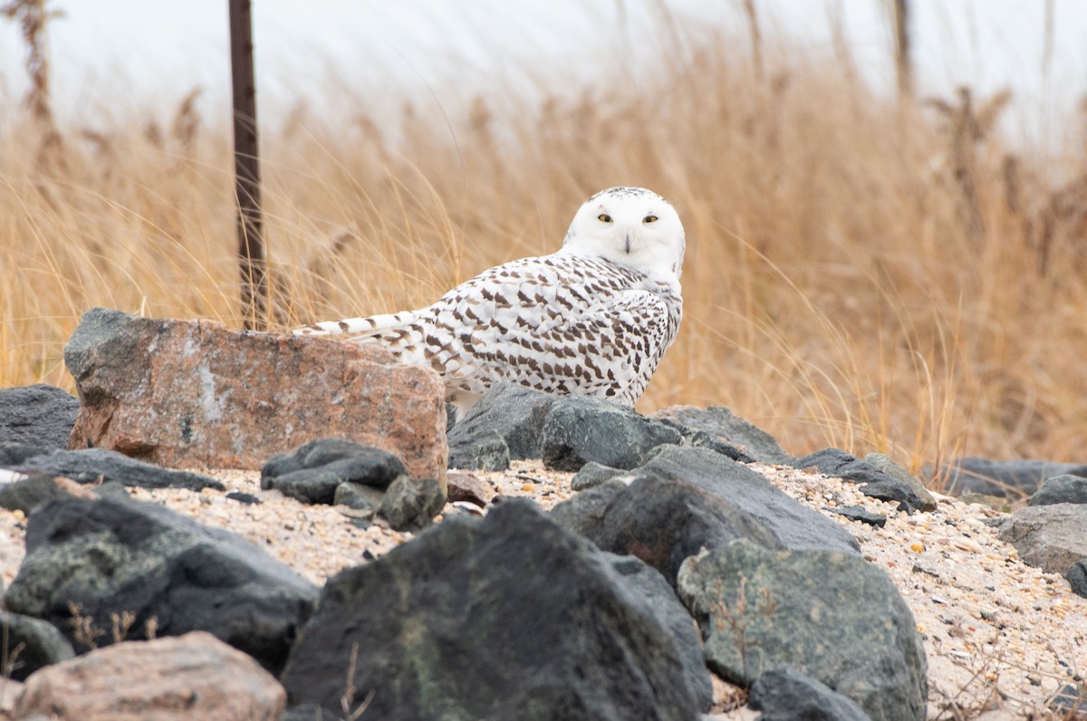 Snowy Owl - ML398709461