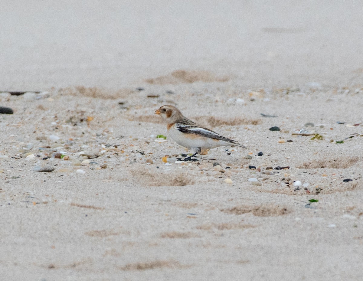 Snow Bunting - ML398709551