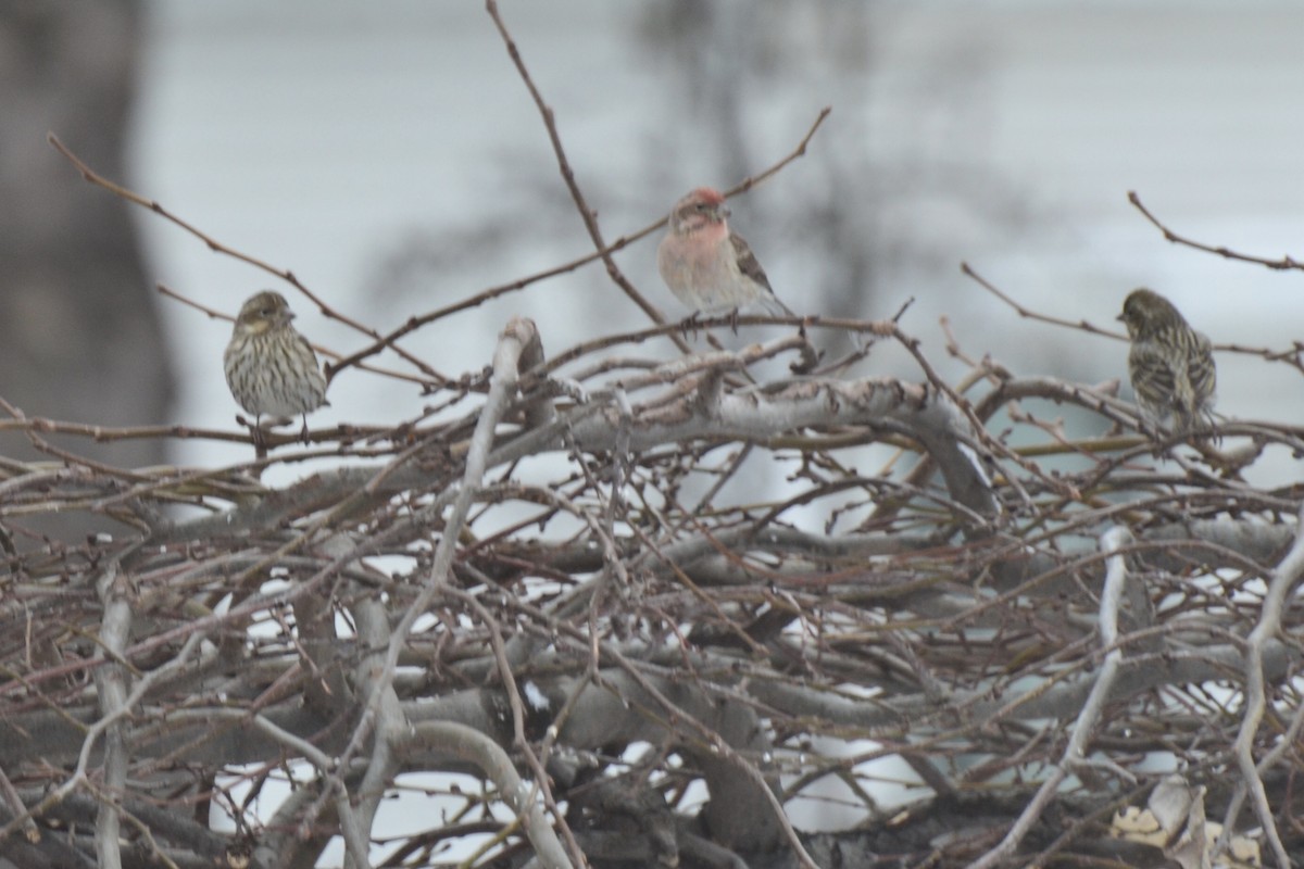 Cassin's Finch - ML398710881