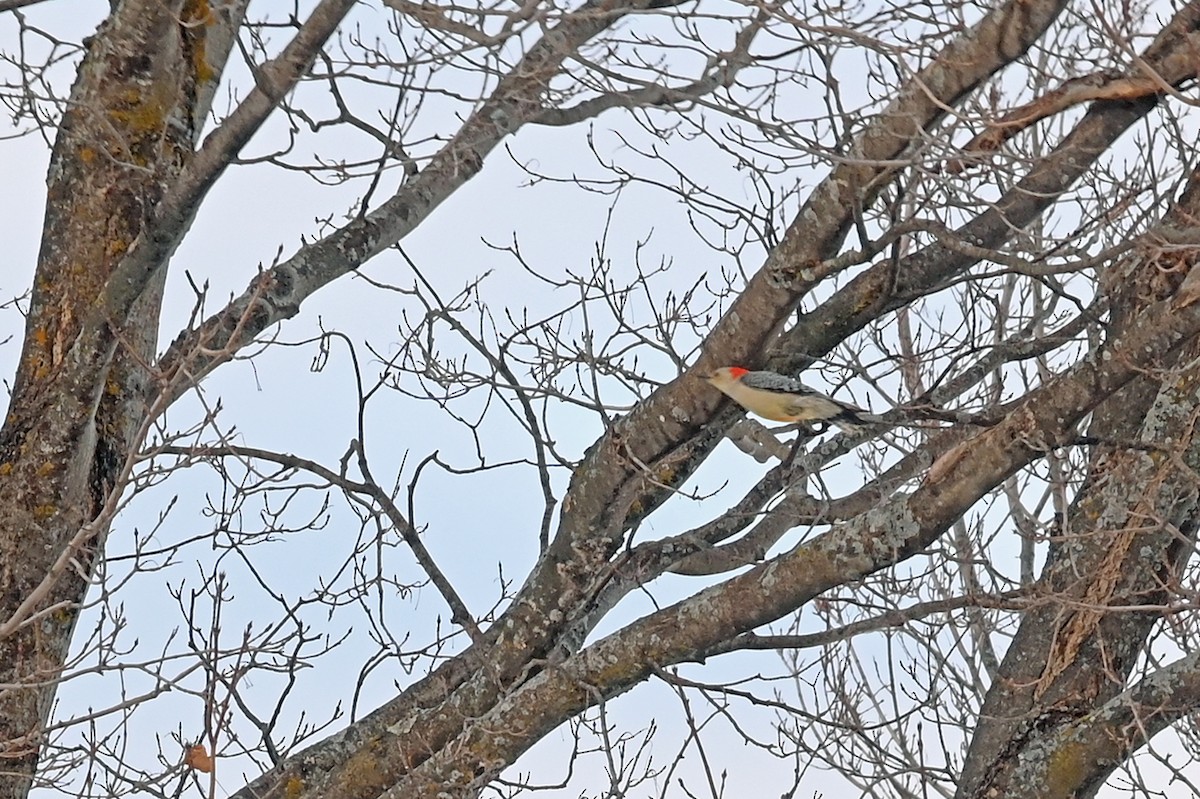 Red-bellied Woodpecker - ML398715341