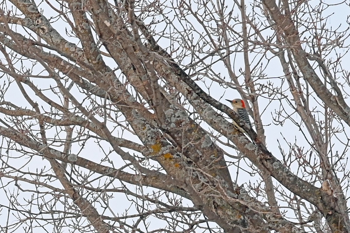 Red-bellied Woodpecker - ML398715361