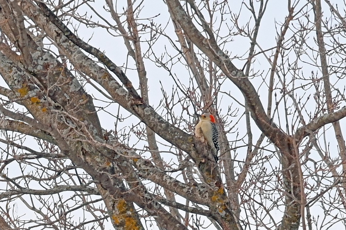Red-bellied Woodpecker - ML398715371
