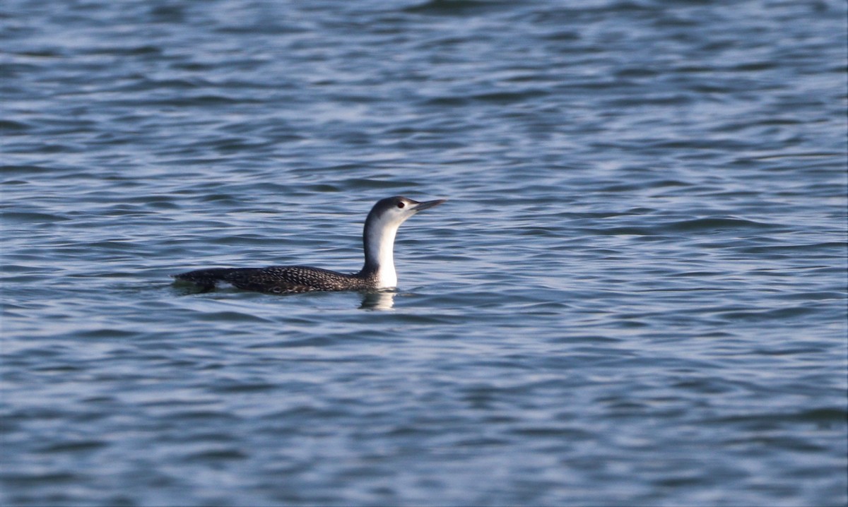 Red-throated Loon - ML398718201