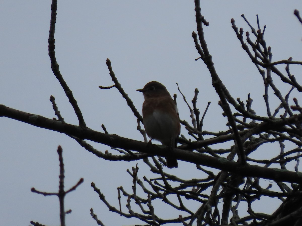 Eastern Bluebird - ML398719521