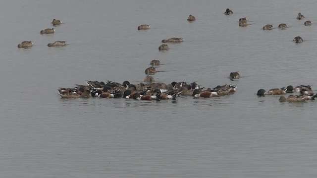 Northern Shoveler - ML398719731