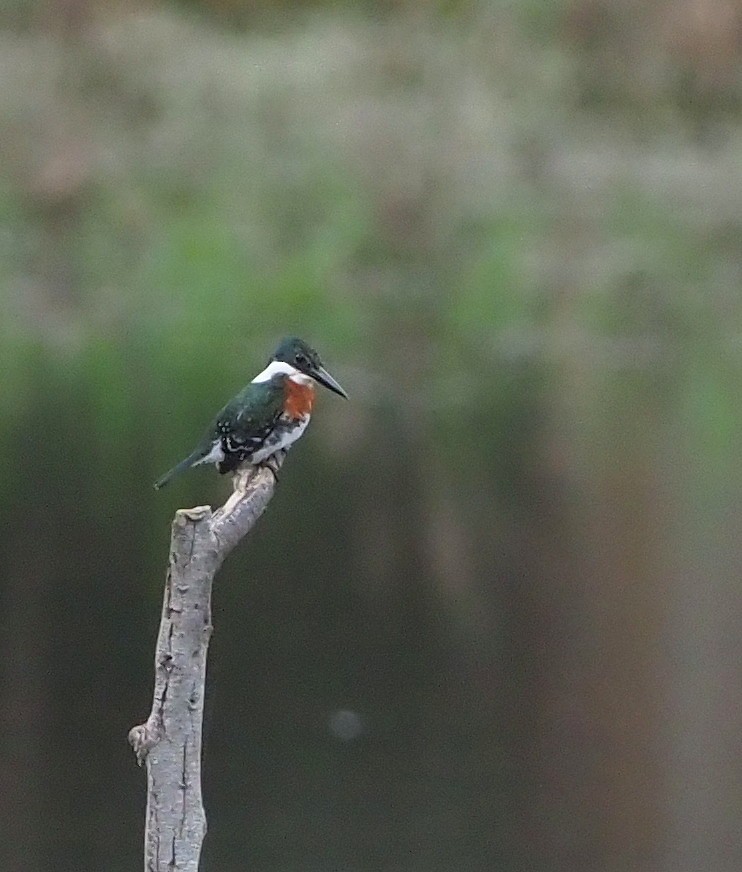 Green Kingfisher - Rosario Douglas