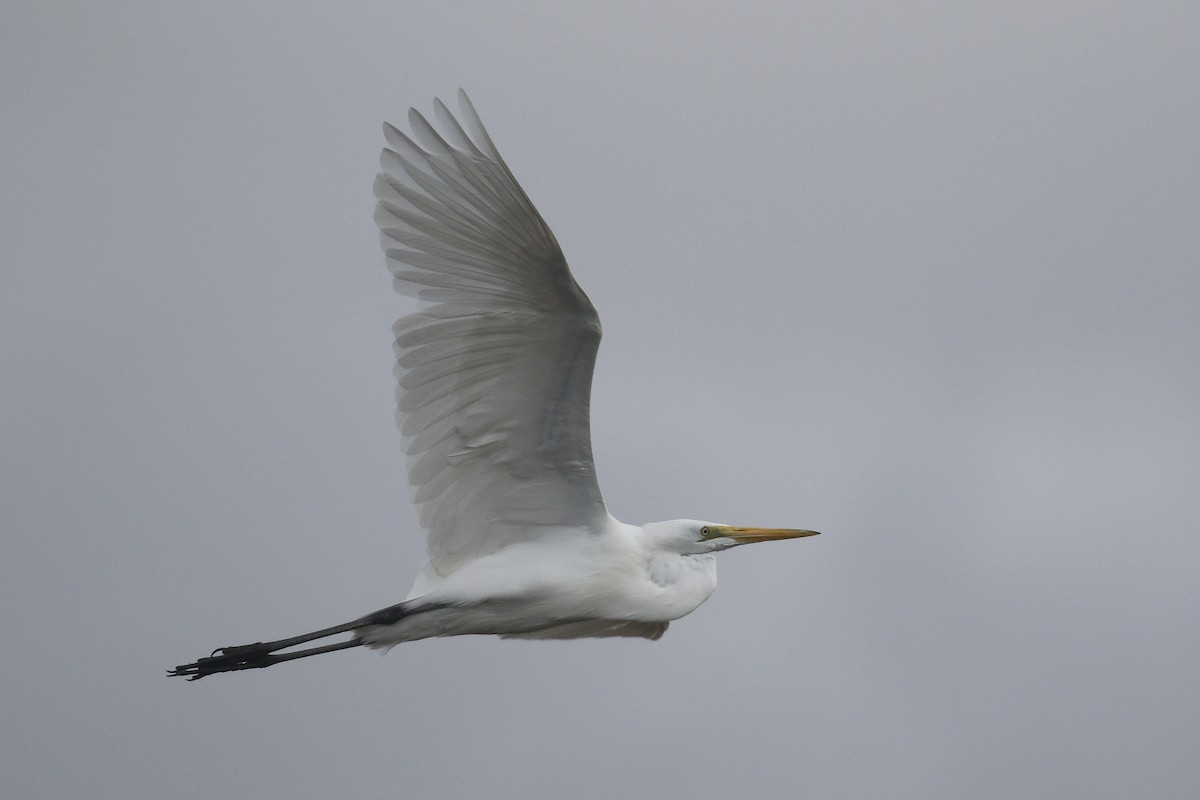 Great Egret - ML398721281