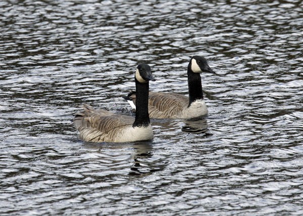 Canada Goose - ML39872281