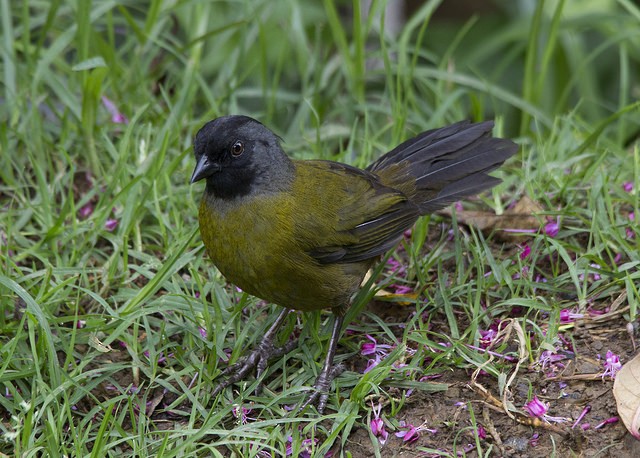 Large-footed Finch - ML39872471