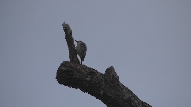 Golden-fronted Woodpecker - ML398725361