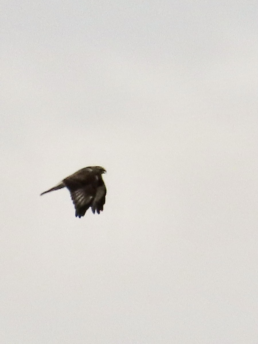 Rough-legged Hawk - ML398726181