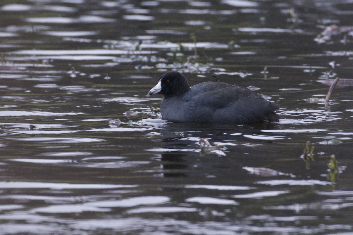 American Coot - Bridget Spencer