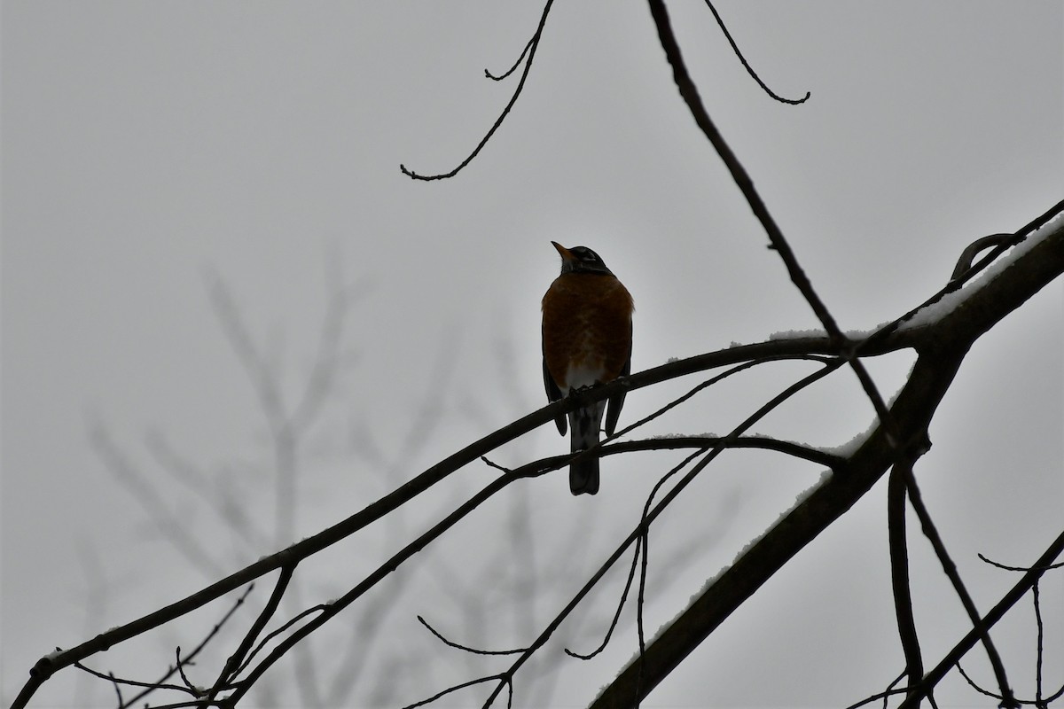 American Robin - Brian Kenney