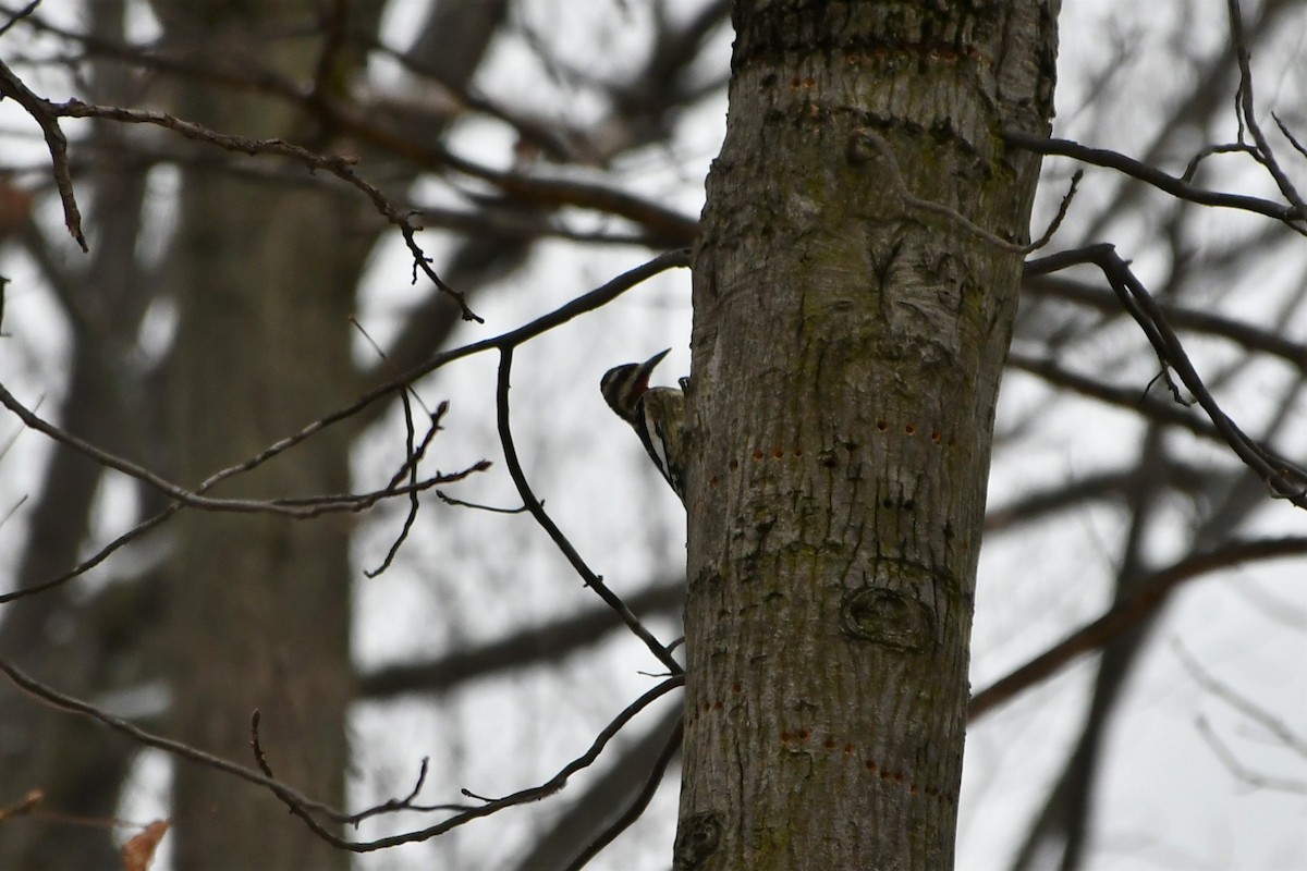 Yellow-bellied Sapsucker - ML398730891