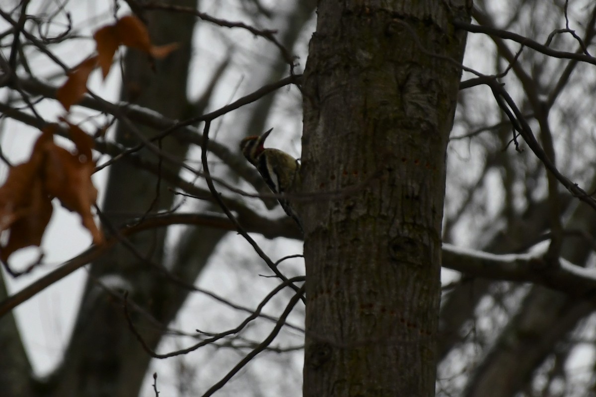 Yellow-bellied Sapsucker - ML398730921