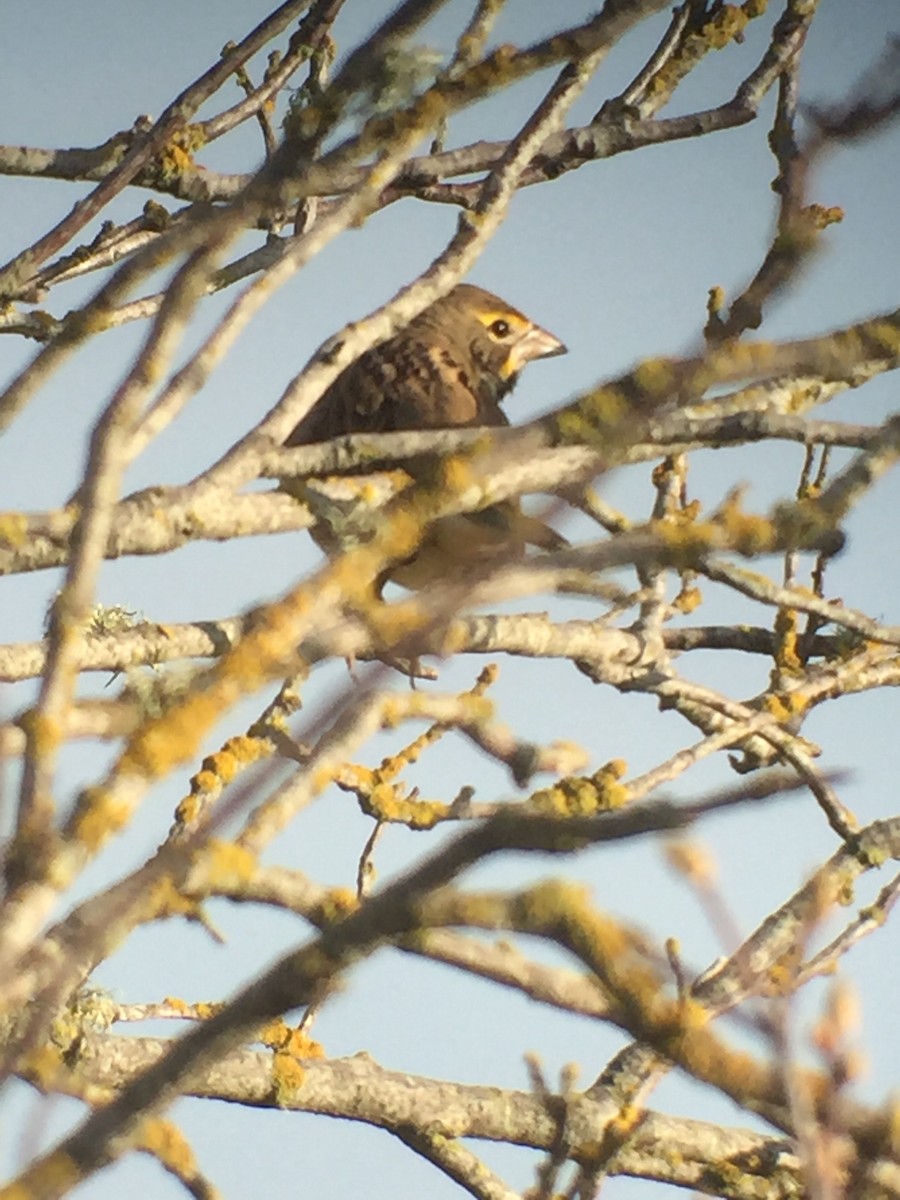 Dickcissel - ML398731551