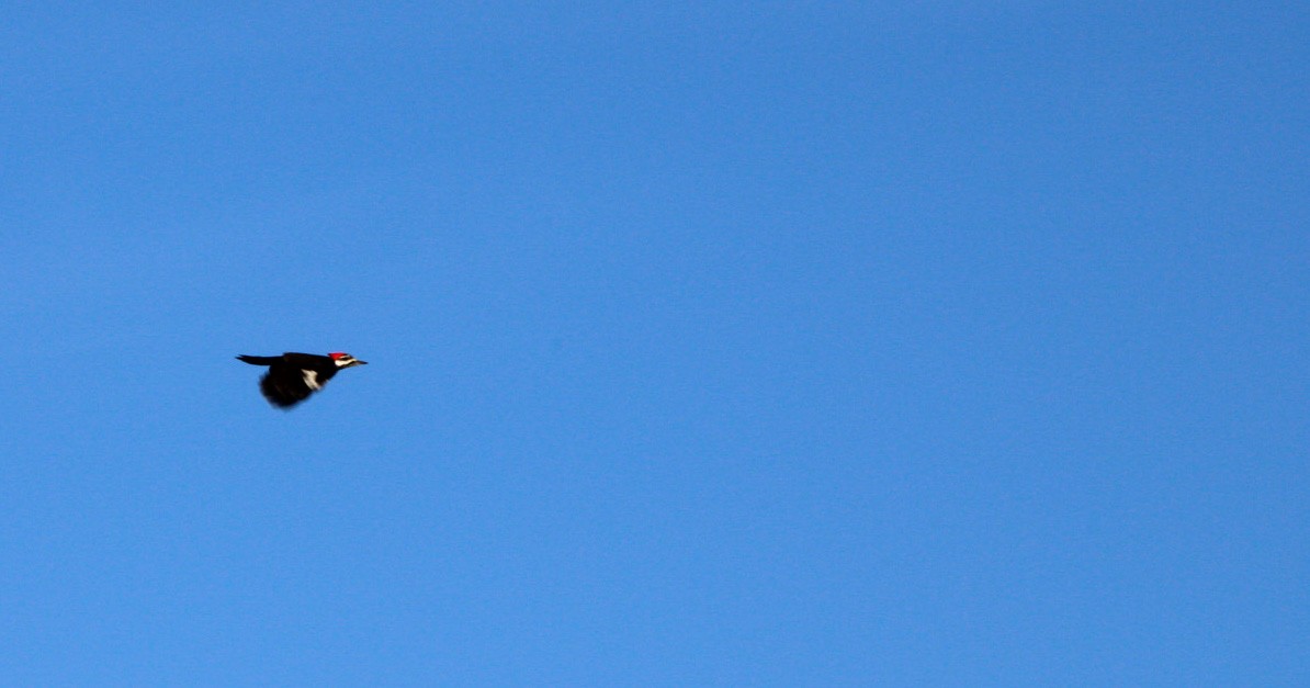 Pileated Woodpecker - ML398731581