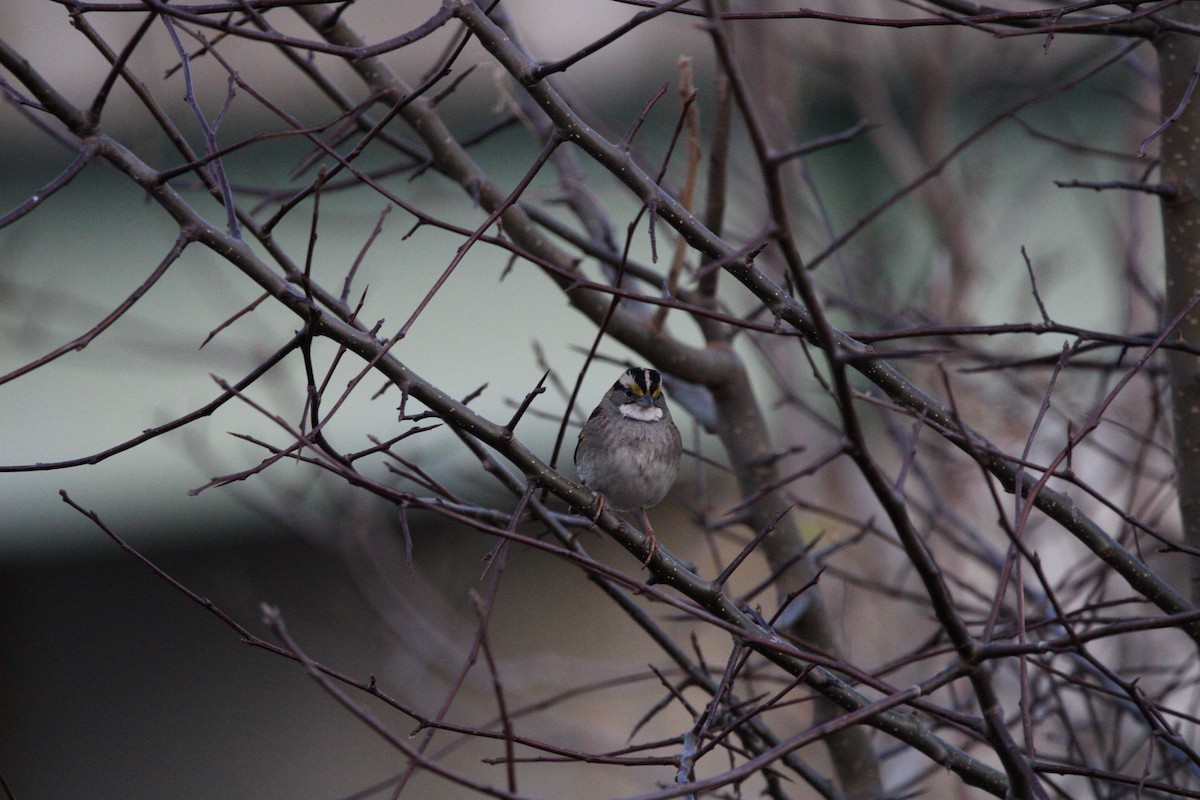 White-throated Sparrow - ML398731661