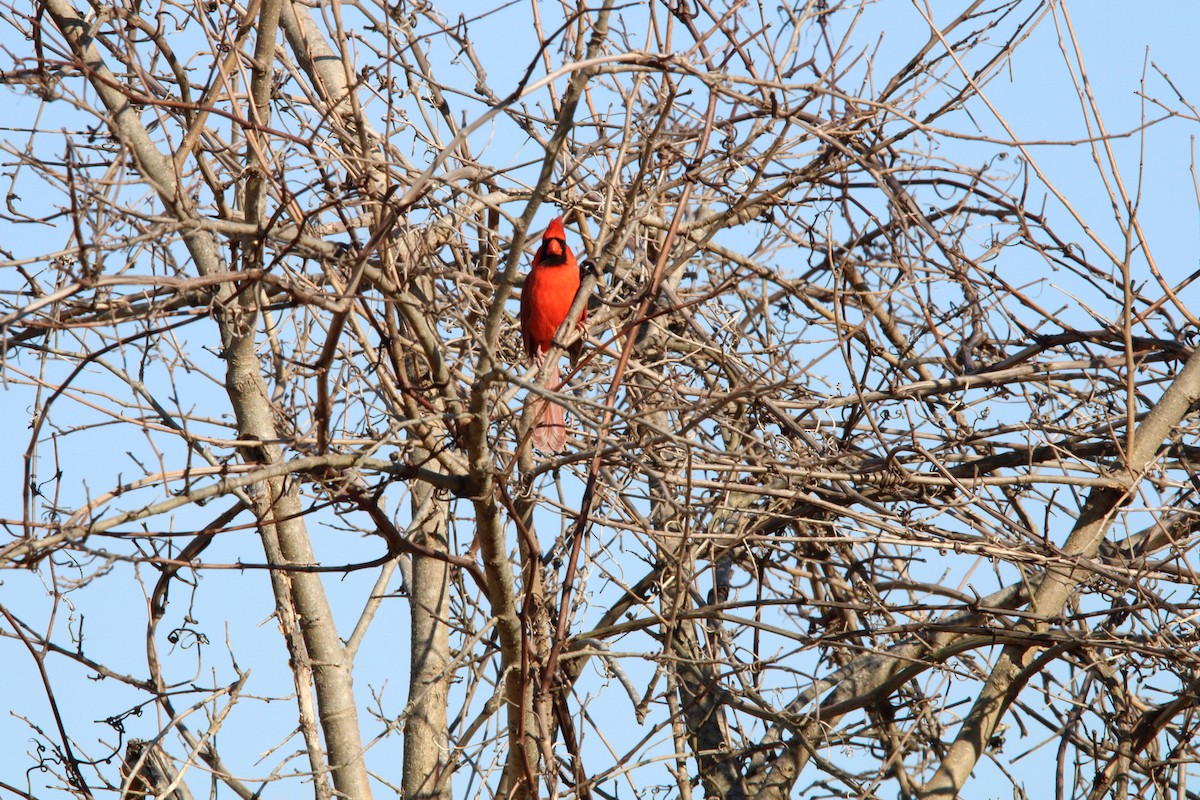 Northern Cardinal - ML398731691