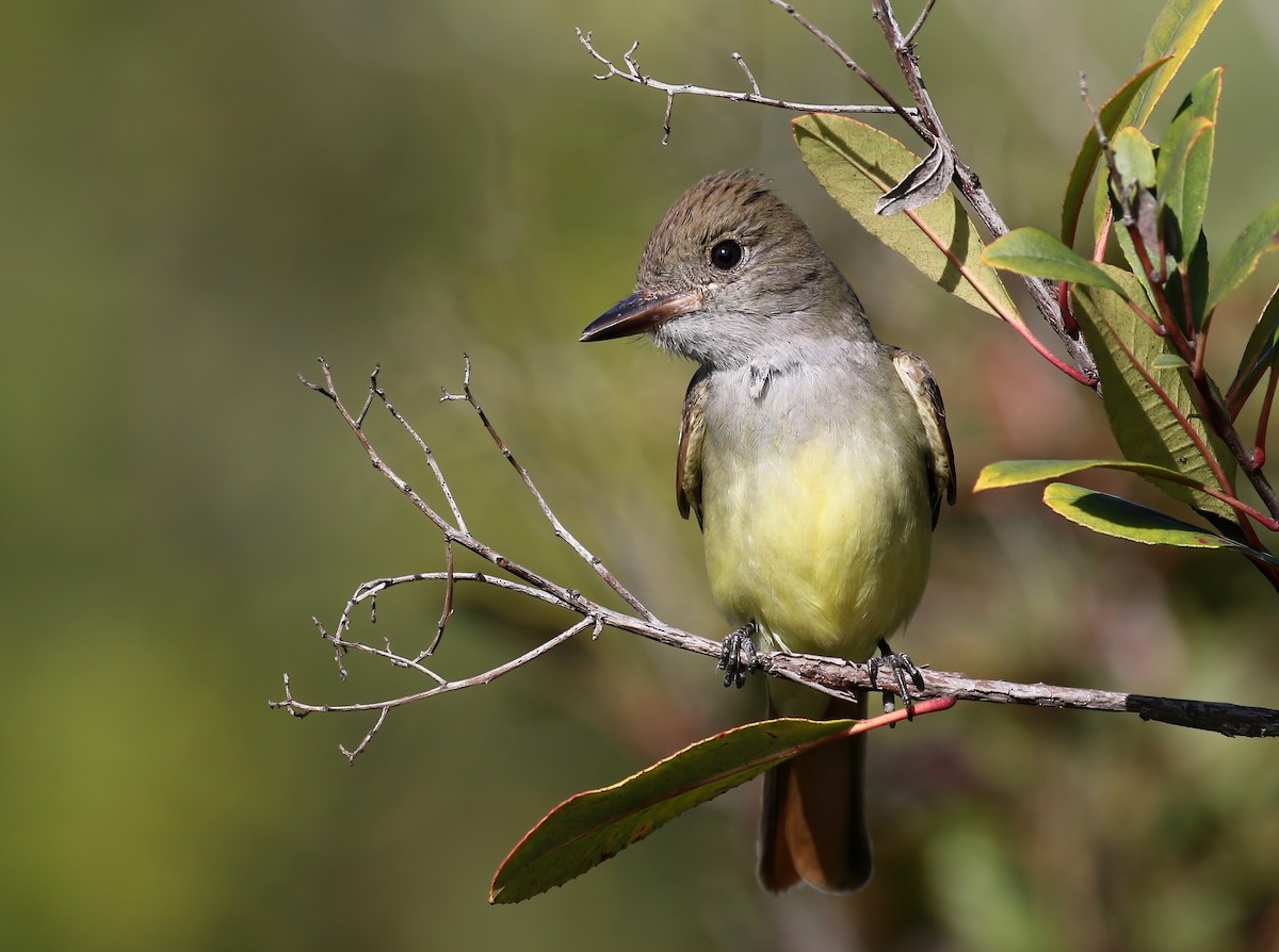 Great Crested Flycatcher - Matthew Grube