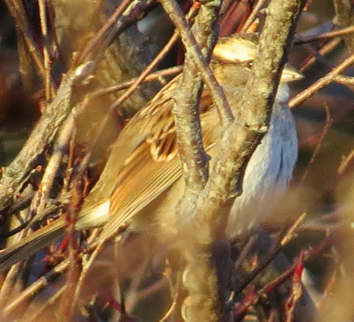 White-throated Sparrow - ML398733571