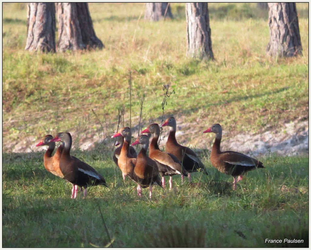 Black-bellied Whistling-Duck - ML39873371
