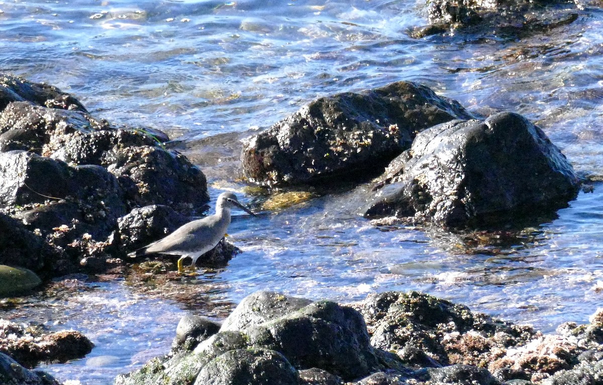 Wandering Tattler - ML398733801