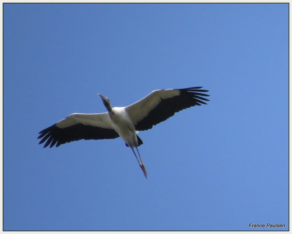 Wood Stork - ML39873381