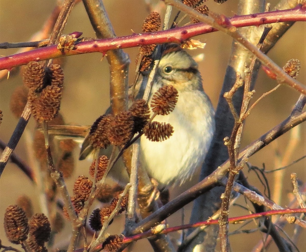 Swamp Sparrow - ML398735721