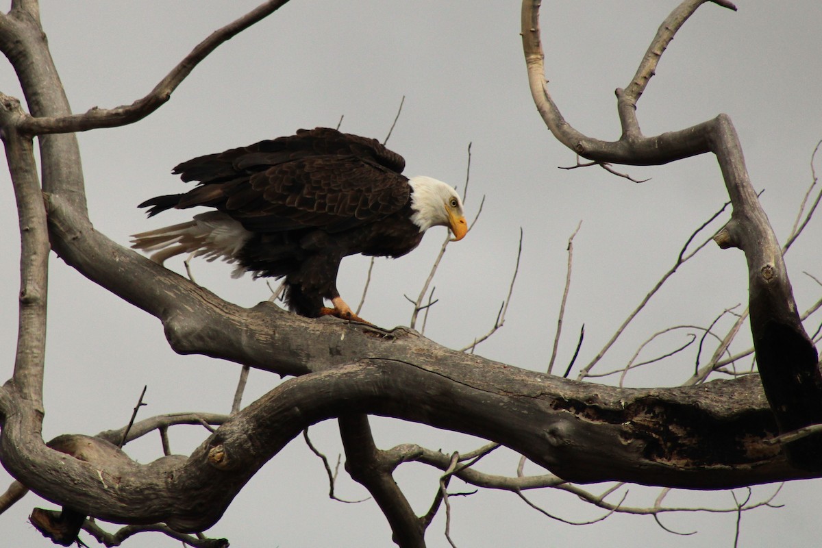 Bald Eagle - David Lerwill