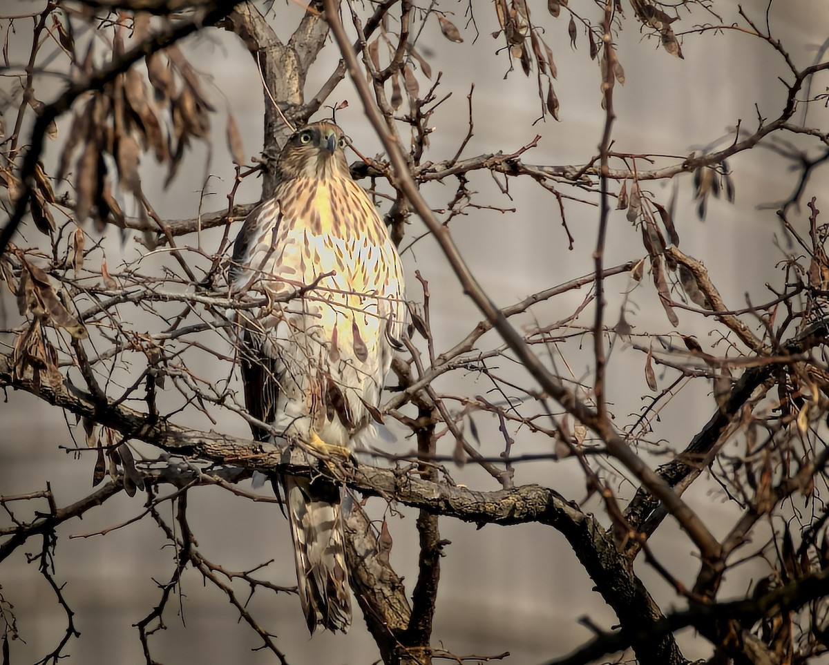 Cooper's Hawk - ML398737991