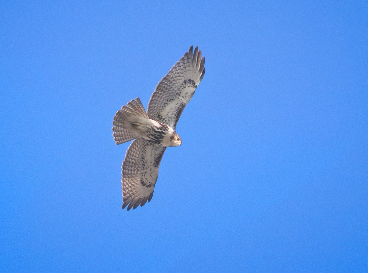 Red-tailed Hawk - ML398738061