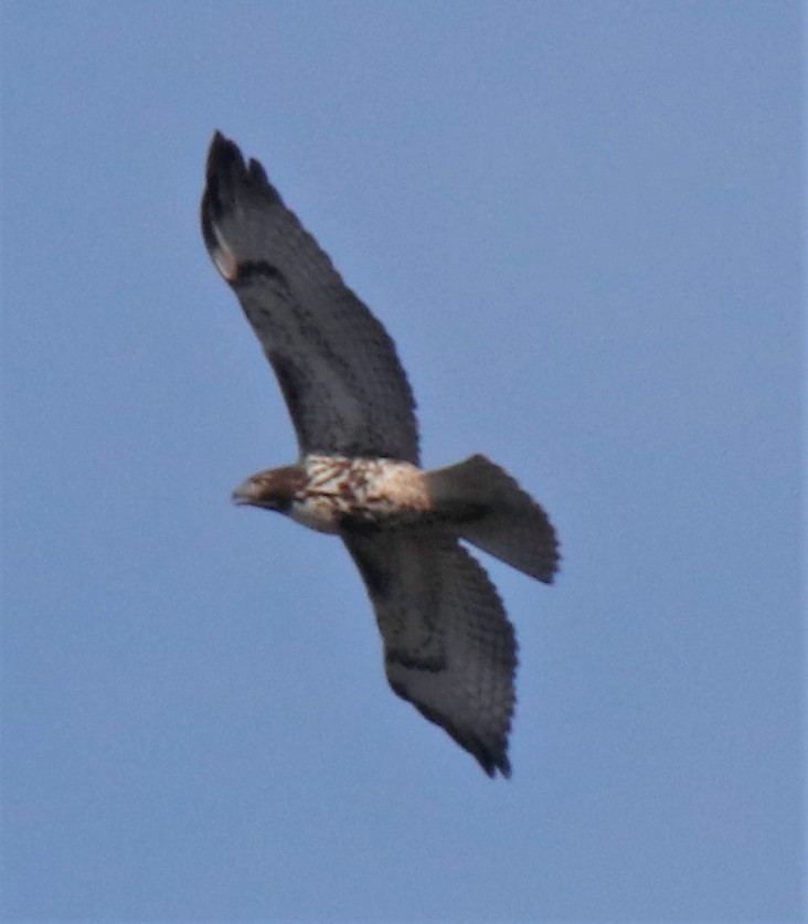 Red-tailed Hawk - ML398738131